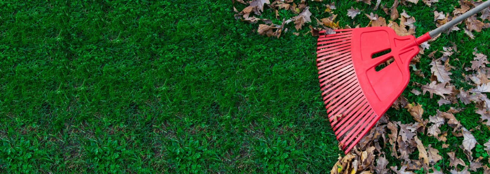 Garden Clean Up